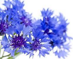 Corn Flower