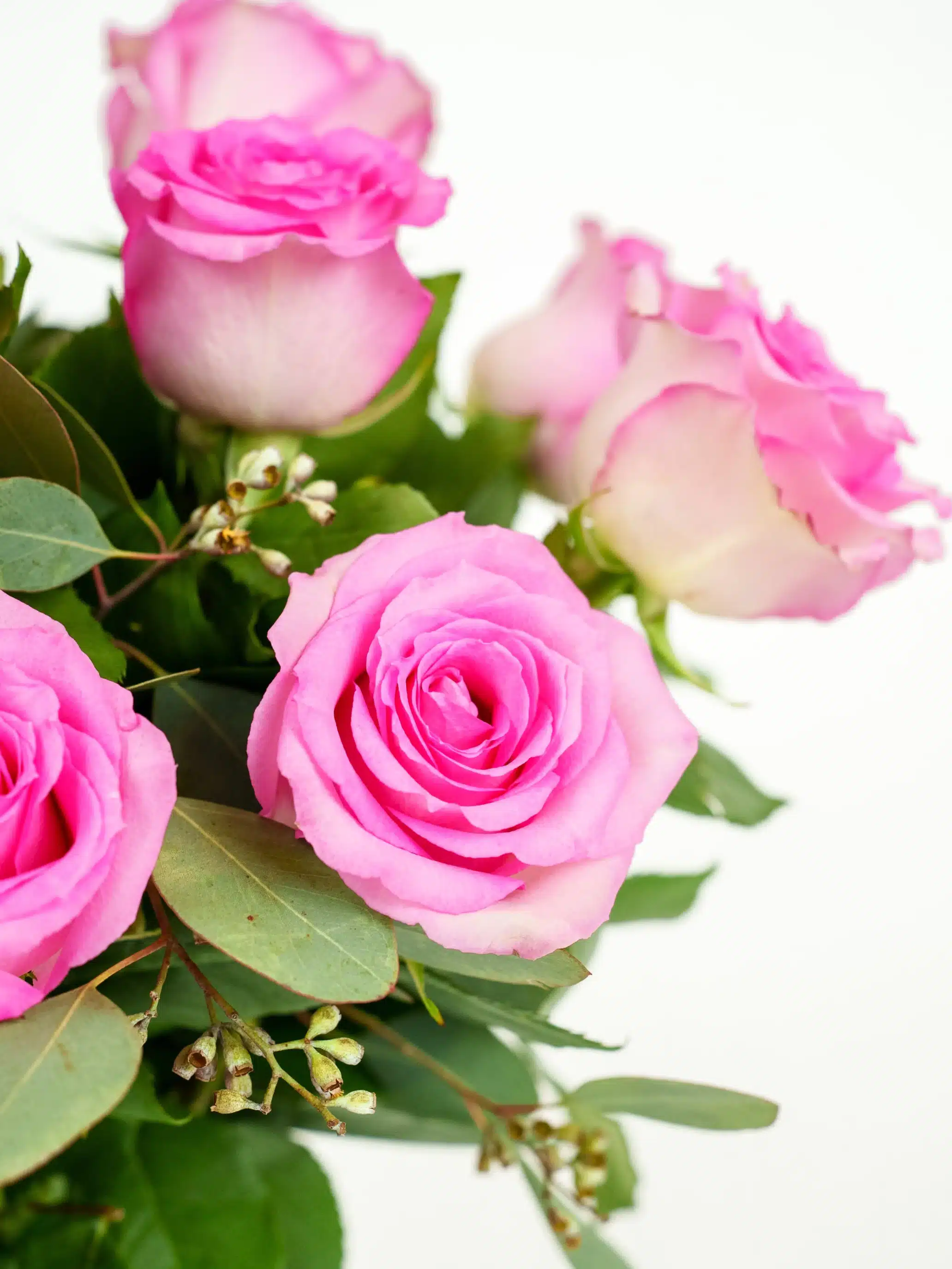 12pinkroses Close