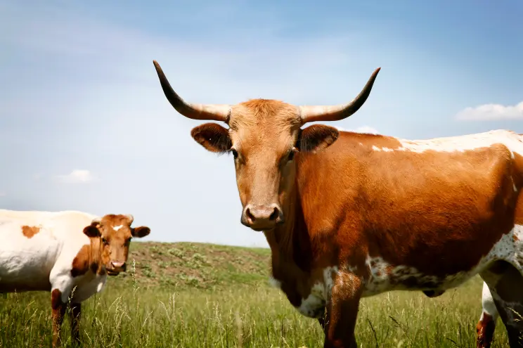 Bull